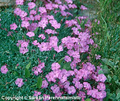  Dianthus subacaulis 